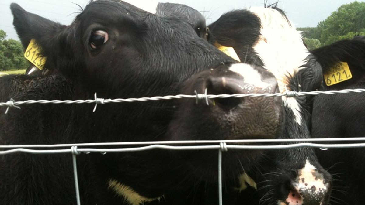 Verplaatsing eerste melkveebedrijf in Ooijen-Wanssum