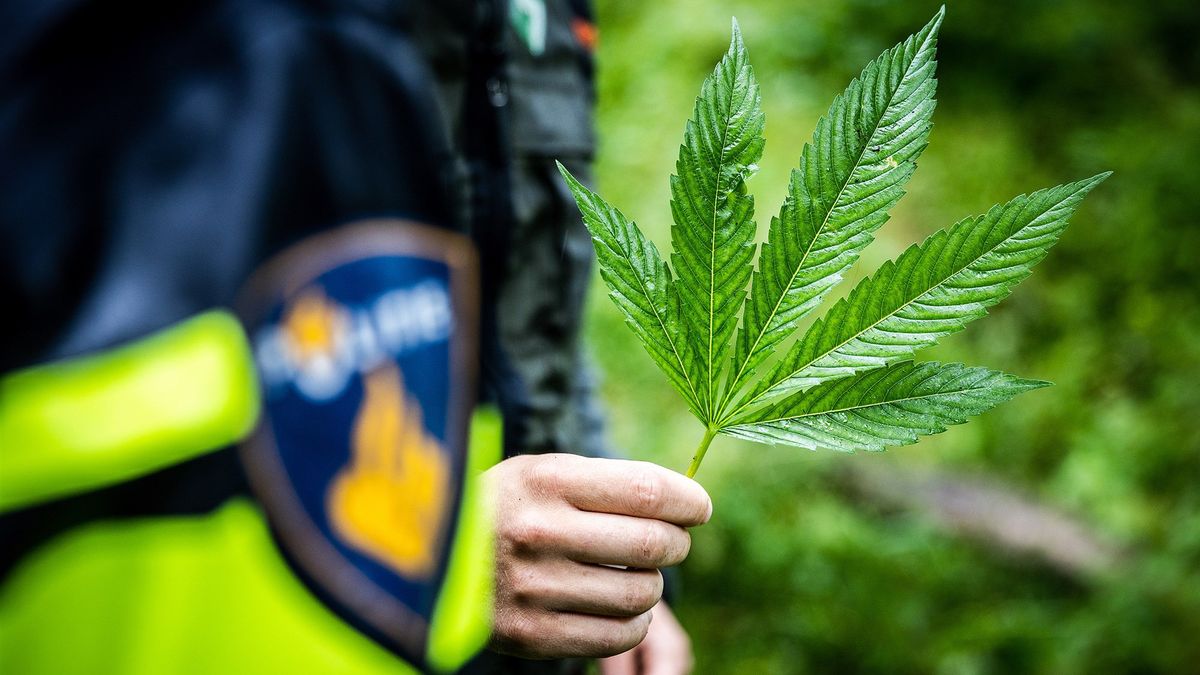 Wiet in Wemeldinge: politie neemt 451 plantjes in beslag