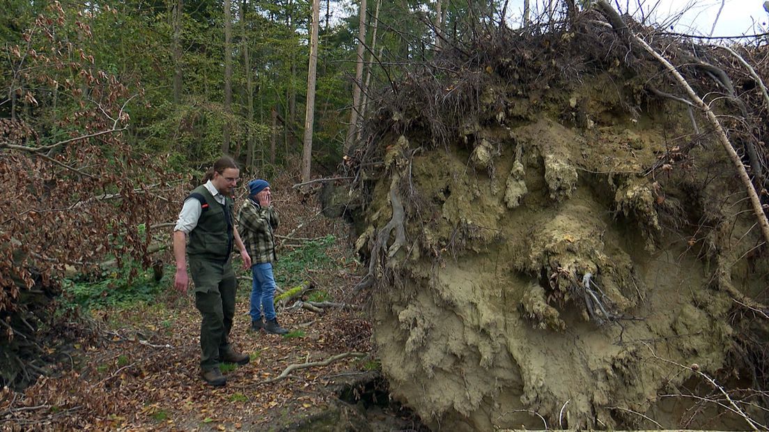 Er zijn duizenden bomen omgewaaid door de valwind van juni dit jaar.