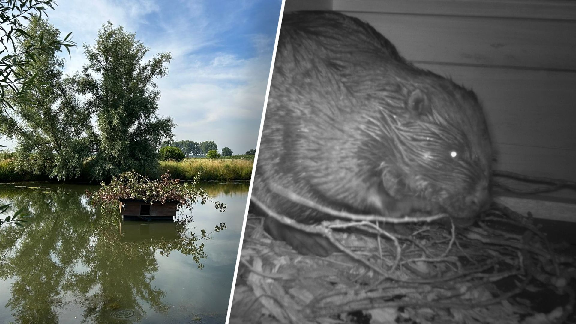 Vluchtplaats voor bevers helpt dijken tegen ze beschermen