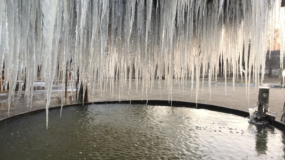 Hoge bomen vangen veel ijs. Een bijzonder gezicht - de pegels die aan de zogeheten ontaarde boom hangen. Dat is een kunstproject op het voorplein van Van Hall Larenstein in Velp.
