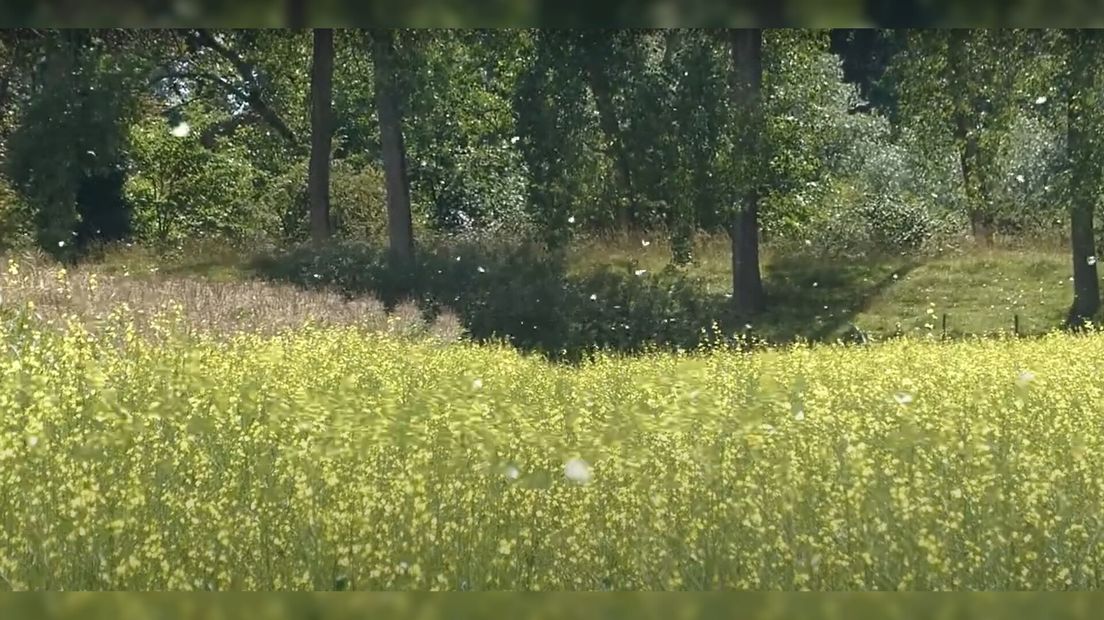 Koolwitjes boven mosterdperceel