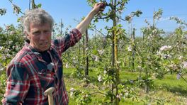 Appelkweker zet 'seksluchtje' in voor betere oogst