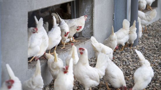 Vogelgriep vastgesteld: ruim 161.000 kippen geruimd