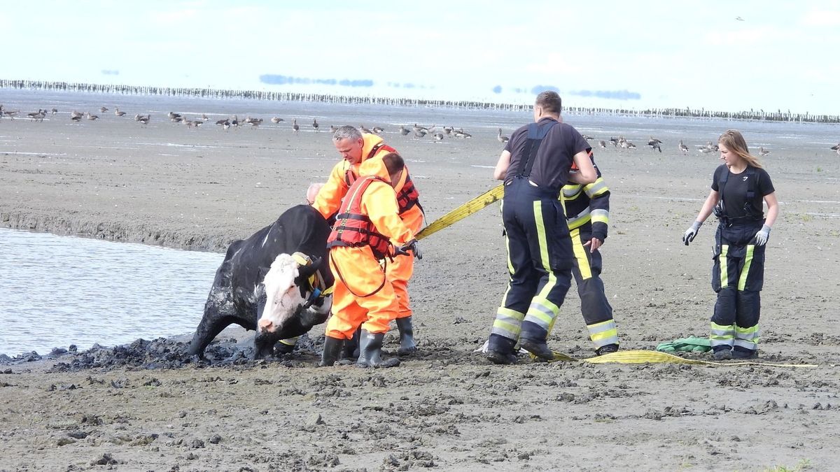 112-nieuws van 19 juli: Koe vast in het slik bij St.-Jacobiparochie | Zes jonge katten gevonden bij 