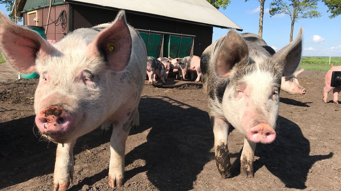 De varkens van Mark Blom bepalen zelf wat ze doen (Rechten: Serge Vinkenvleugel/RTV Drenthe)