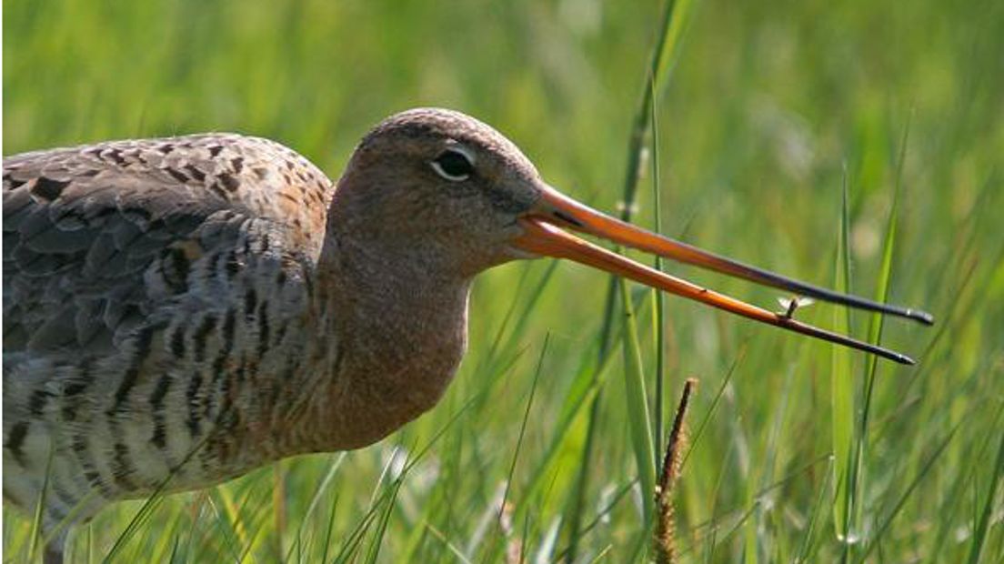 De grutto is een van de bedreigde weidevogels (Rechten: archief RTV Drenthe)