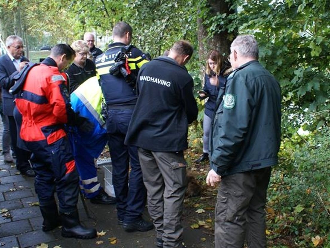 Uit alle hoeken kwam hulp om de bever te vangen