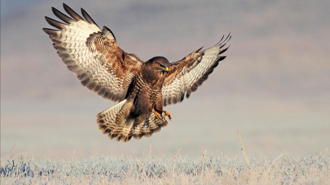 Een buizerd