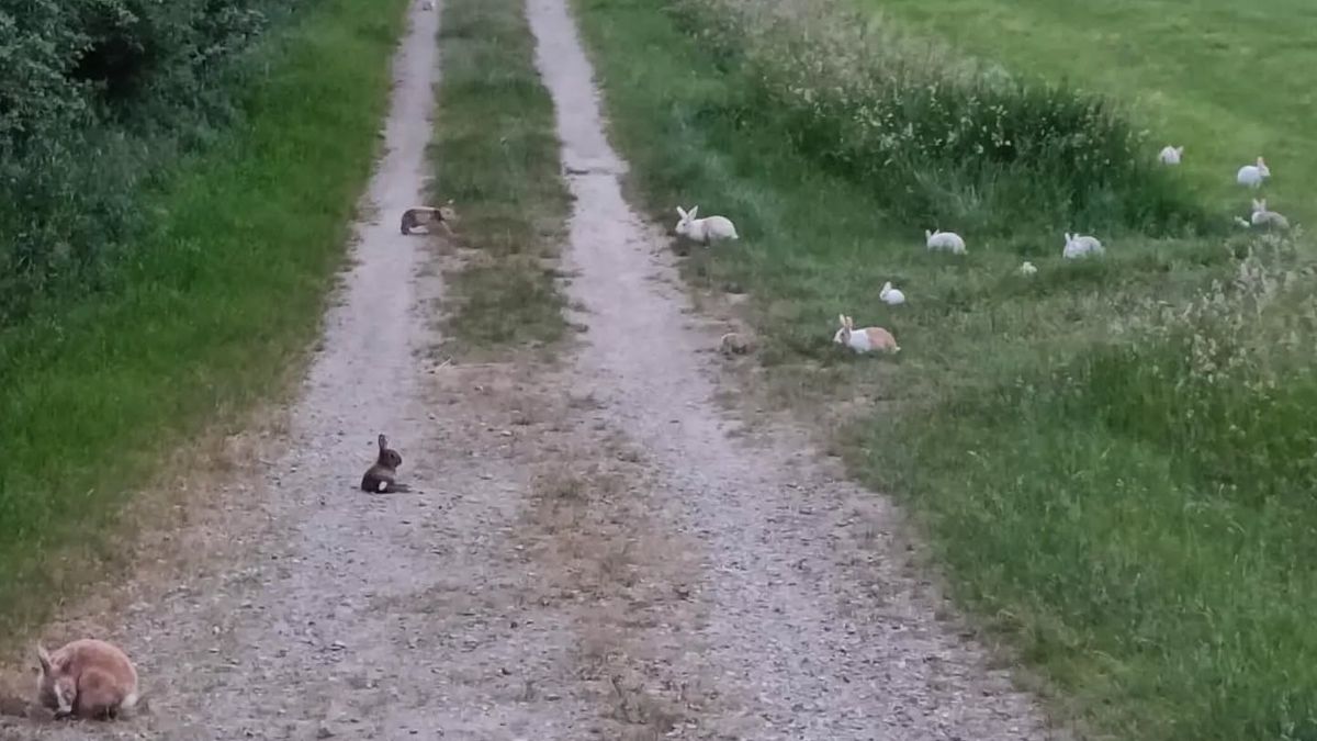 Meer dan dertig konijnen gedumpt in Ohé en Laak: meerdere dieren overleden