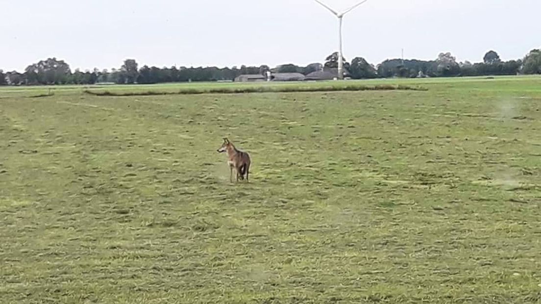 De mogelijke wolf