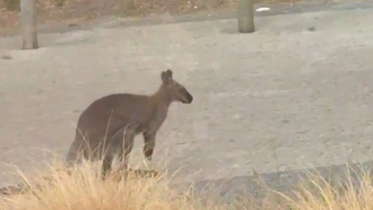 Ontsnapte wallaby loopt over strand bij Vrouwenpolder: 'Ga niet achter hem aan'