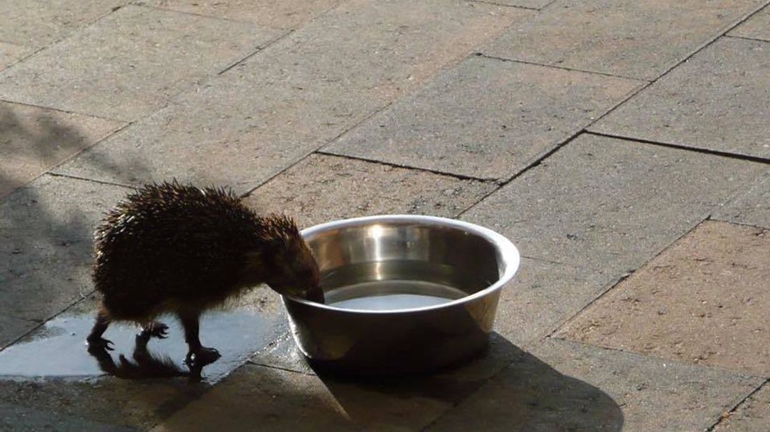 Een egel drinkt uit een waterbakje