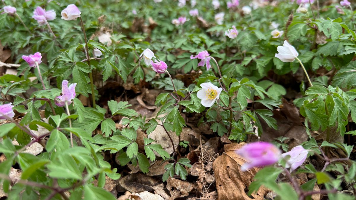 Een zee van witte en roze bloemen in De Kleibosch