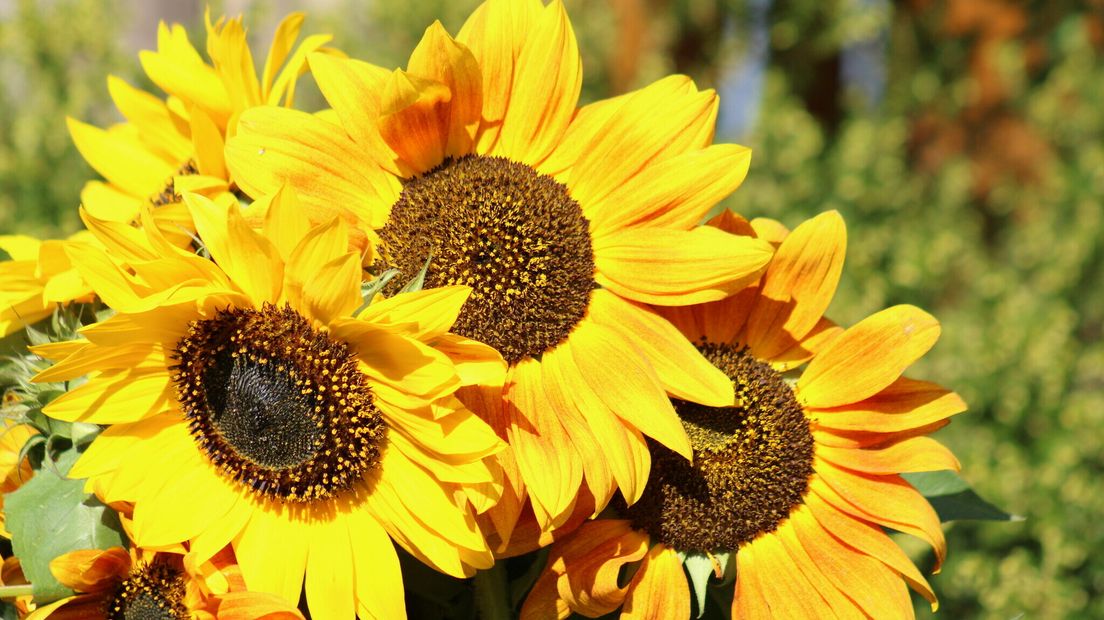 Zonnebloemen bij Haamstede