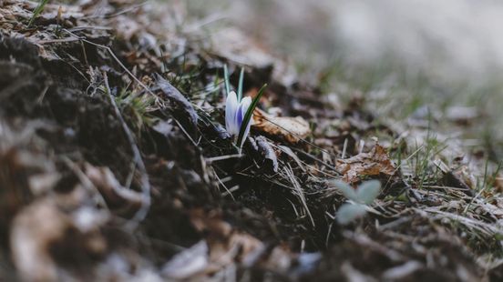 Jongeren sneller crimineel • winkelpui geramd, bestuurder weg