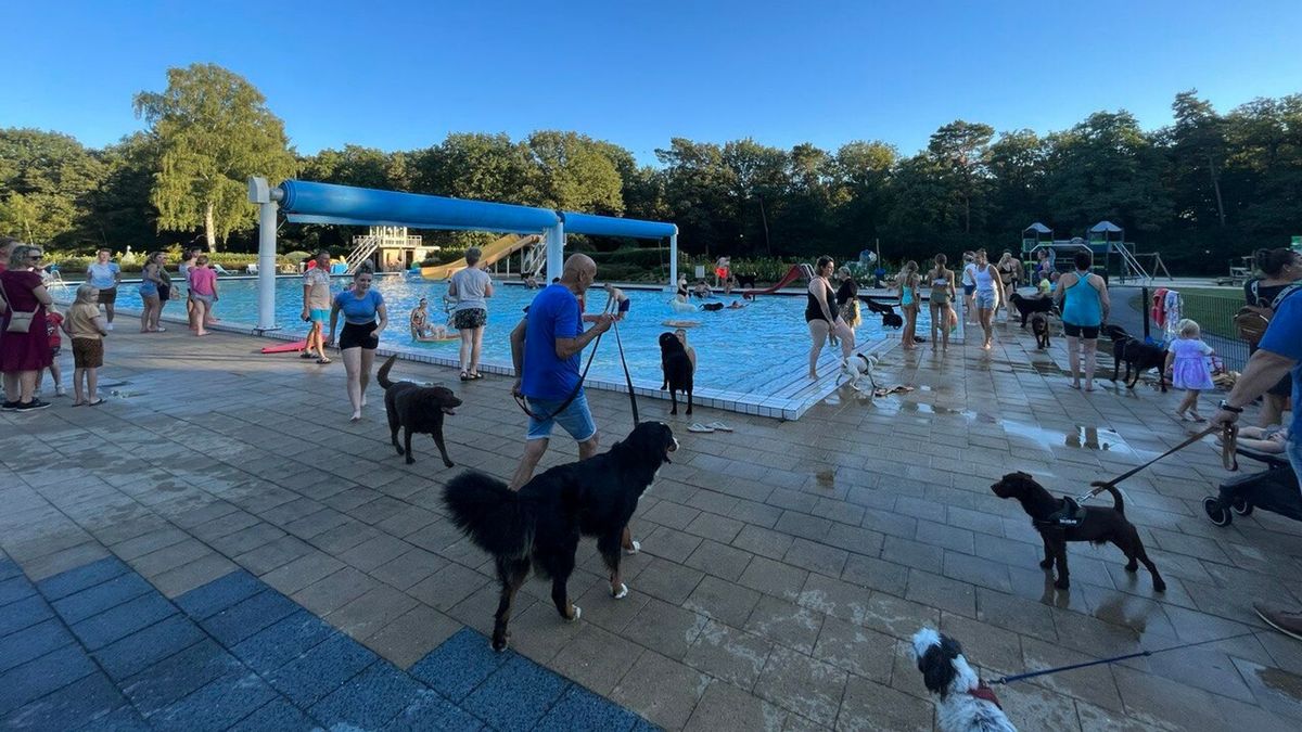 Hondjes en baasjes nemen laatste plons in Bosbad Vledder