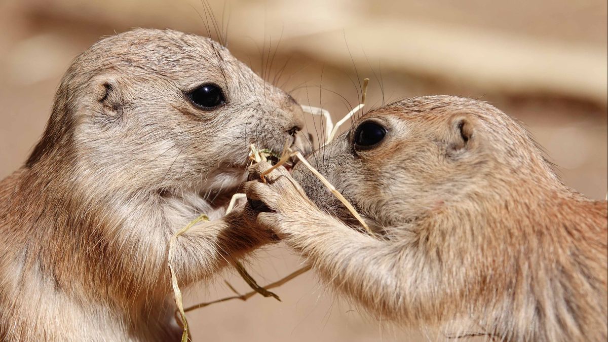 Prairiehondjes Dierenpark Amersfoort komen uit kraamkamer en laten zich zien