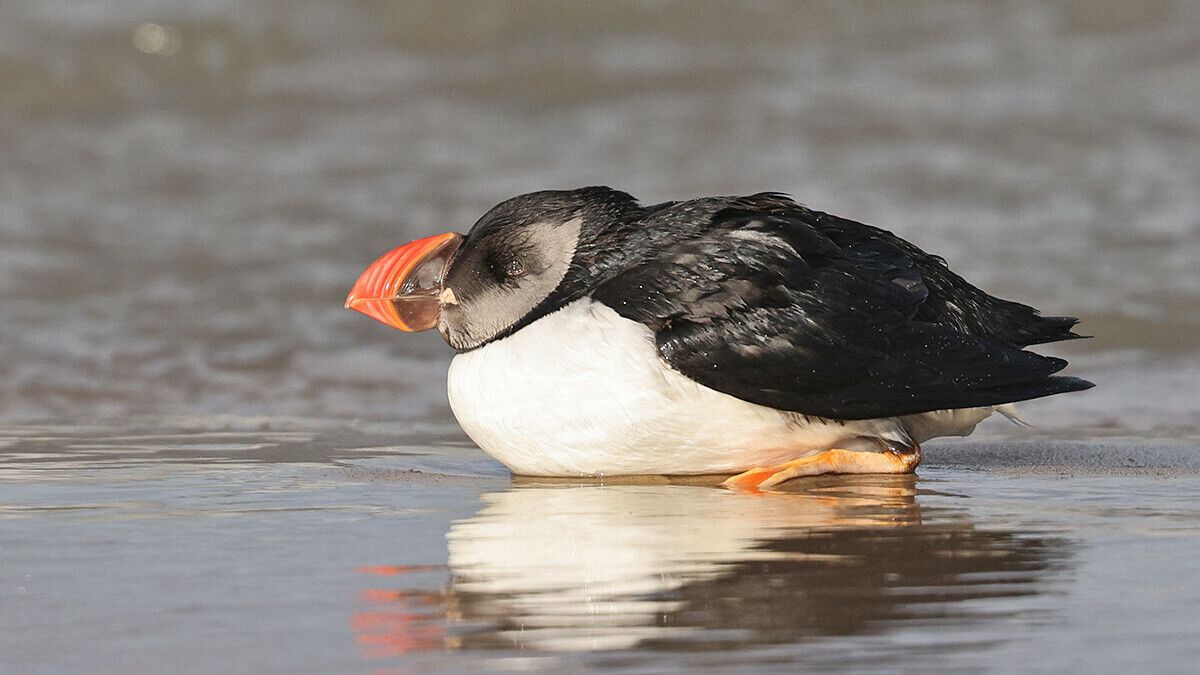 Bijzondere gast op strand van Cadzand: 'Dit is heel uitzonderlijk voor ons'