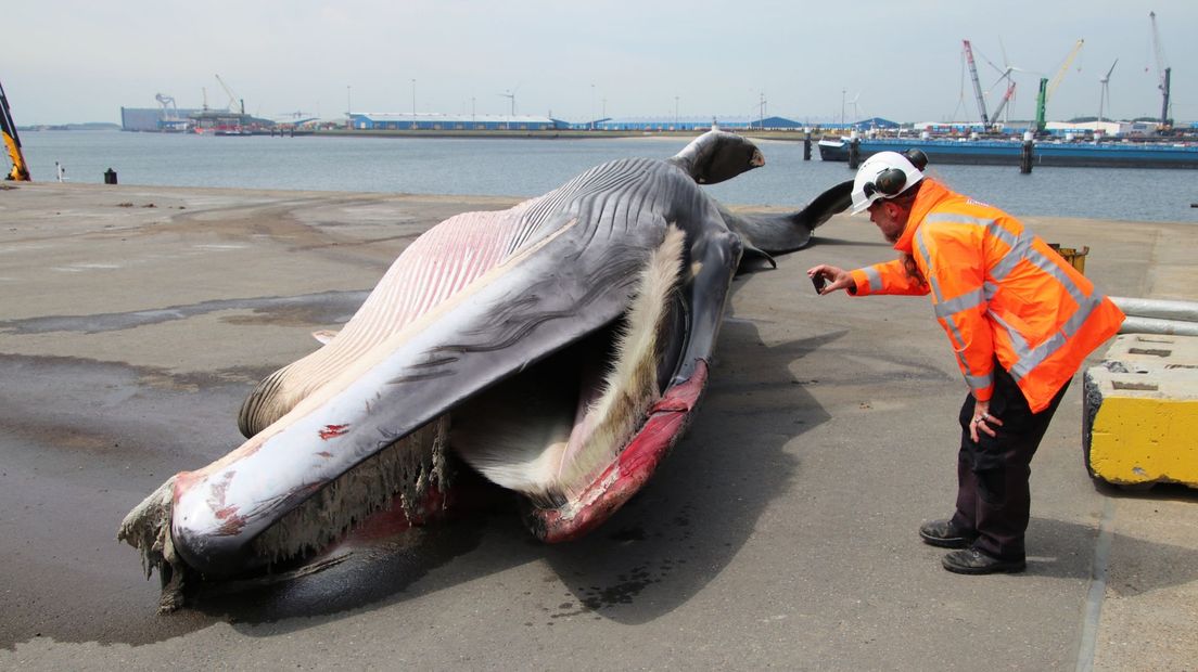 Dode walvis ligt op de kade, klaar voor onderzoek