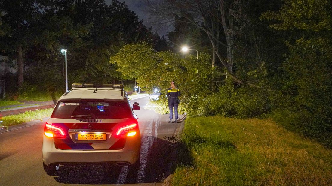 De boom langs de Kerklaan in Haren