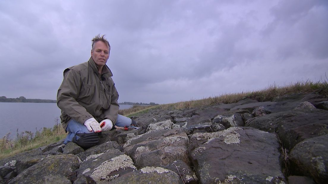 Hij rijdt geregeld een uur heen en weer vanuit zijn woonplaats in de Bollenstreek, maar dat heeft Thijs van Trigt er wel voor over. Hij trekt zich het lot aan van de zeldzame kortsmossen op de voormalige zeedijken bij de Randmeren.