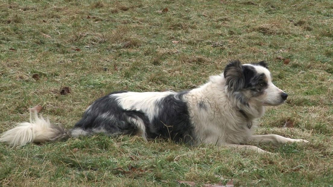 Hond Gilmore helpt bij het drijven van de kudde