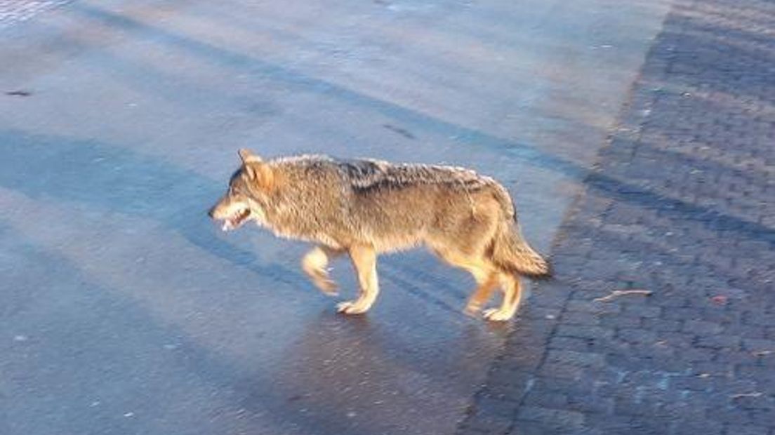 Een vrachtwagenchauffeur wist de wolf te fotograferen (Rechten: Wolven in Nederland/Hans de Ruiter)