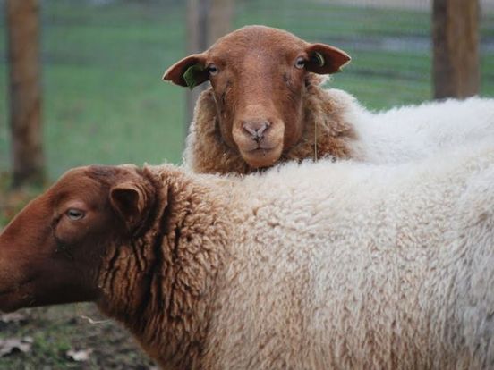 DNA onderzoek: geen wolf maar hond die schapen van Zwolse kinderboerderij ernstig toetakelde