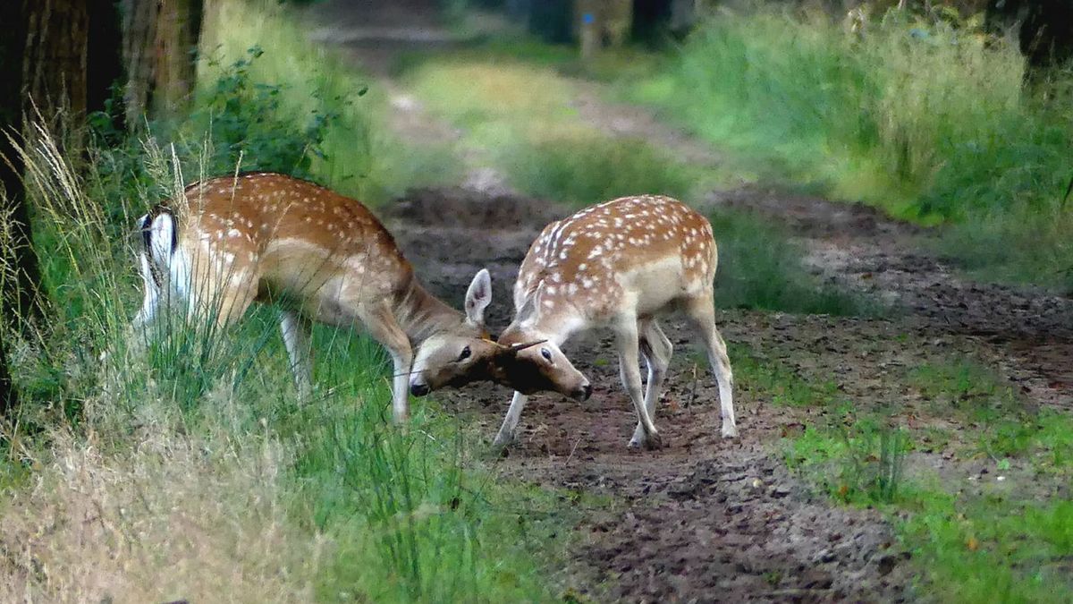 Doodschieten damherten bij Katlijk in ieder geval tot februari verboden