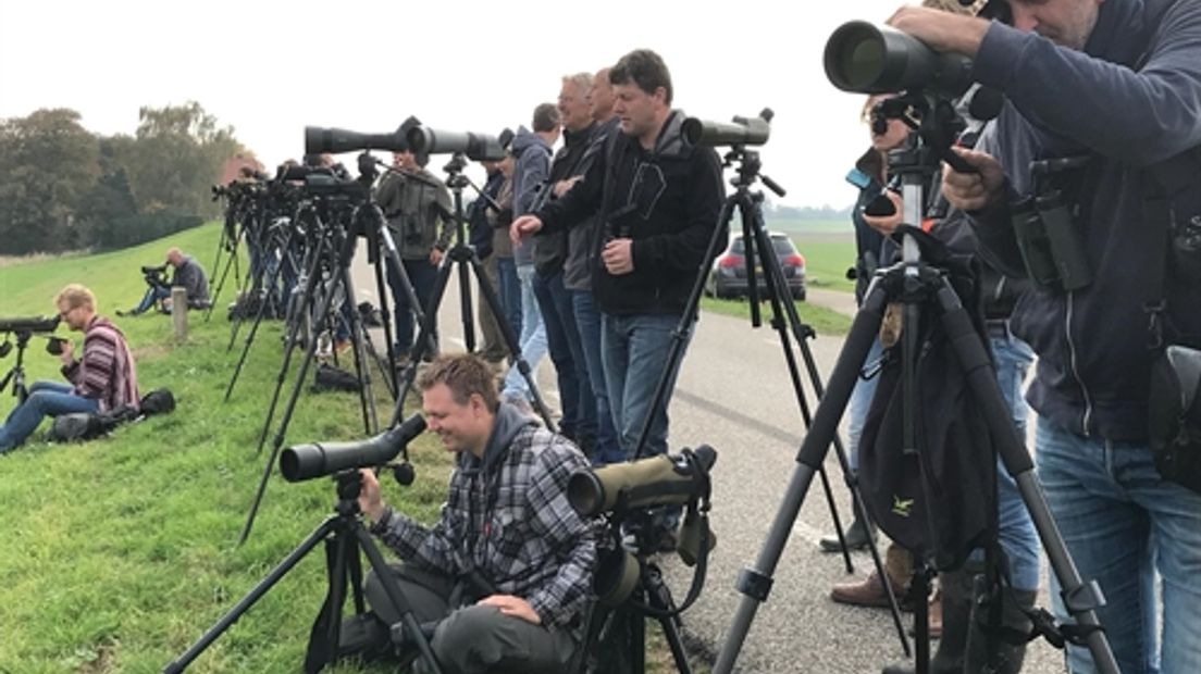 De steppevorkstaartplevier... wie had er ooit eerder van gehoord? Honderden vogelaars uit binnen- en buitenland zijn voor dit verdwaalde vogeltje al uitgerukt naar de Liendense Waard.