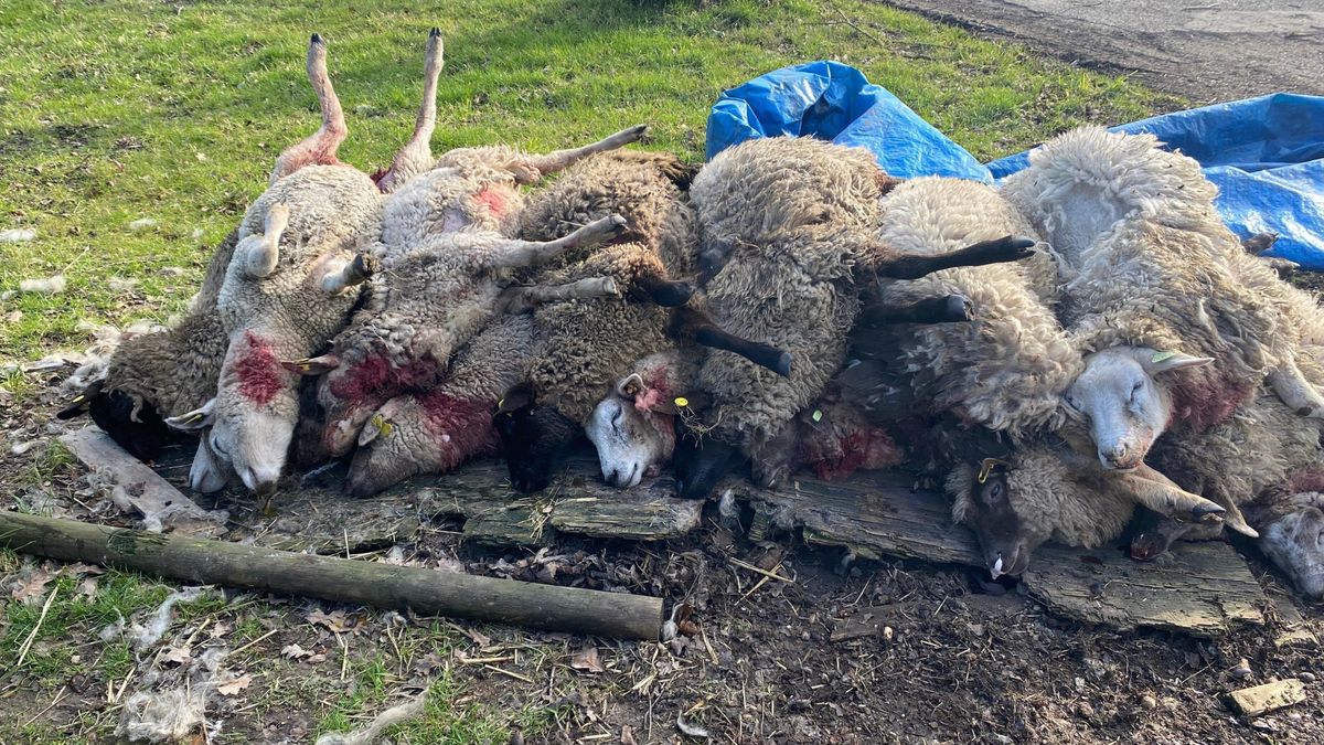 Tientallen dode schapen in het land bij Nieuwehorne