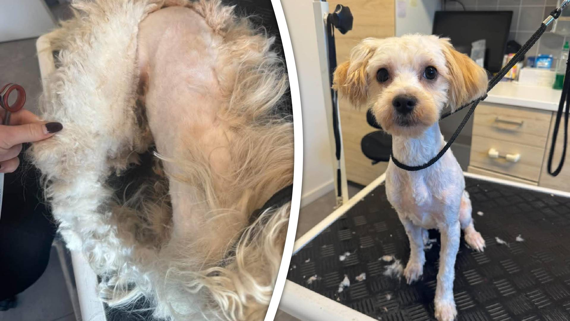 Frisse knipbeurt voor de vijf verwaarloosde honden