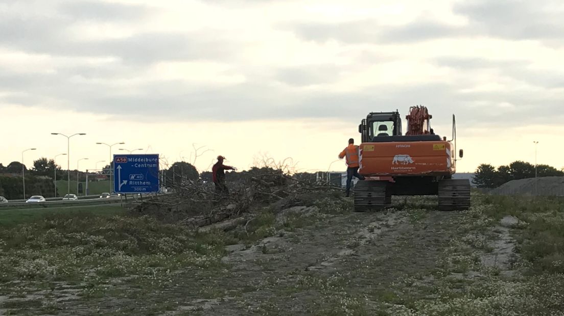 De 'buizerdboom' is tegen de vlakte