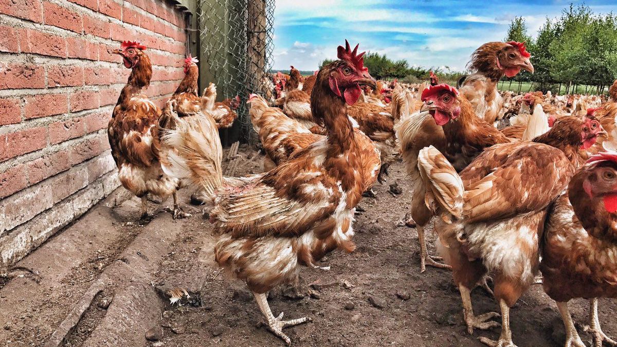 Minstens 150 miljoen euro schade voor kippenboeren door fipronil-schandaal