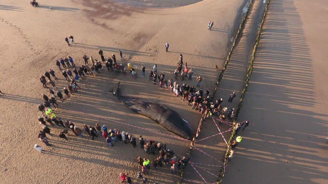 Walvis van 13,5 meter aangespoeld op strand van Domburg