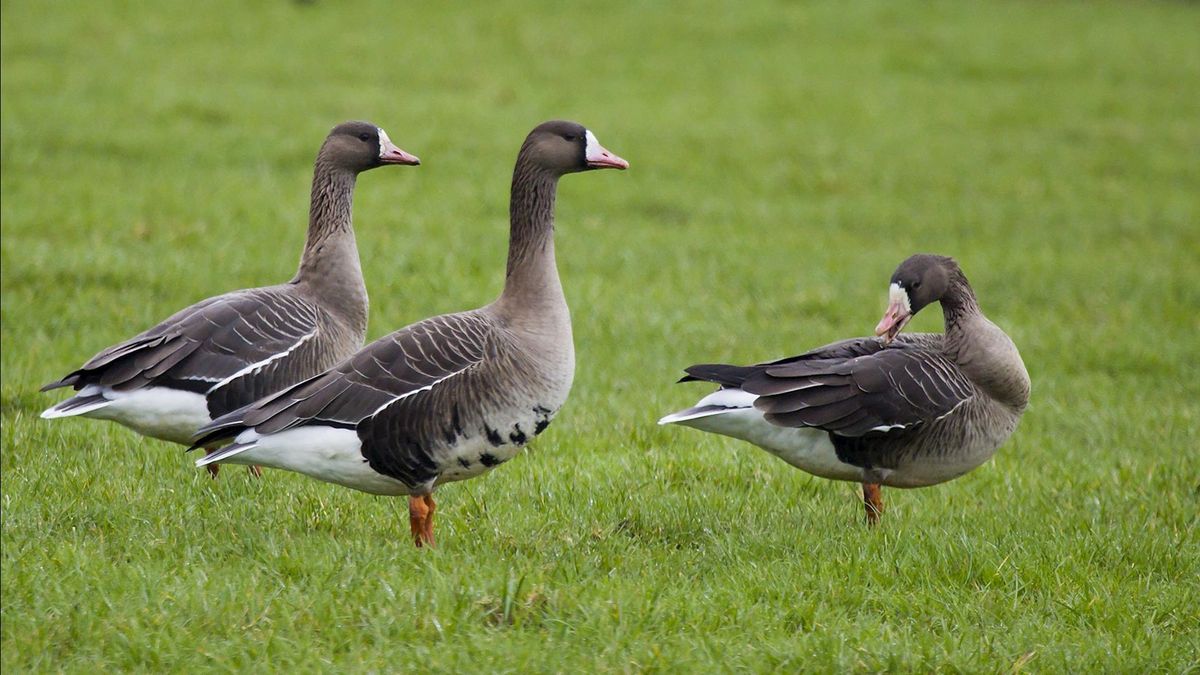 Deventer schakelt ganzenfluisteraar in om overlast tegen te gaan