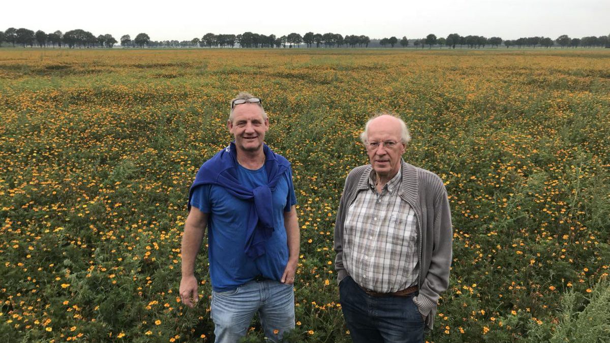 Nuttige afrikaantjes helpen lelies en bijen