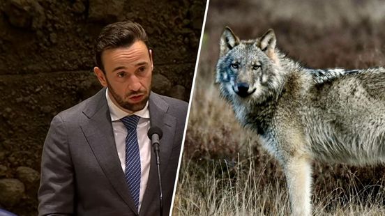 Kamer verdeeld over aanpak wolf, Gelderland vaak genoemd in debat