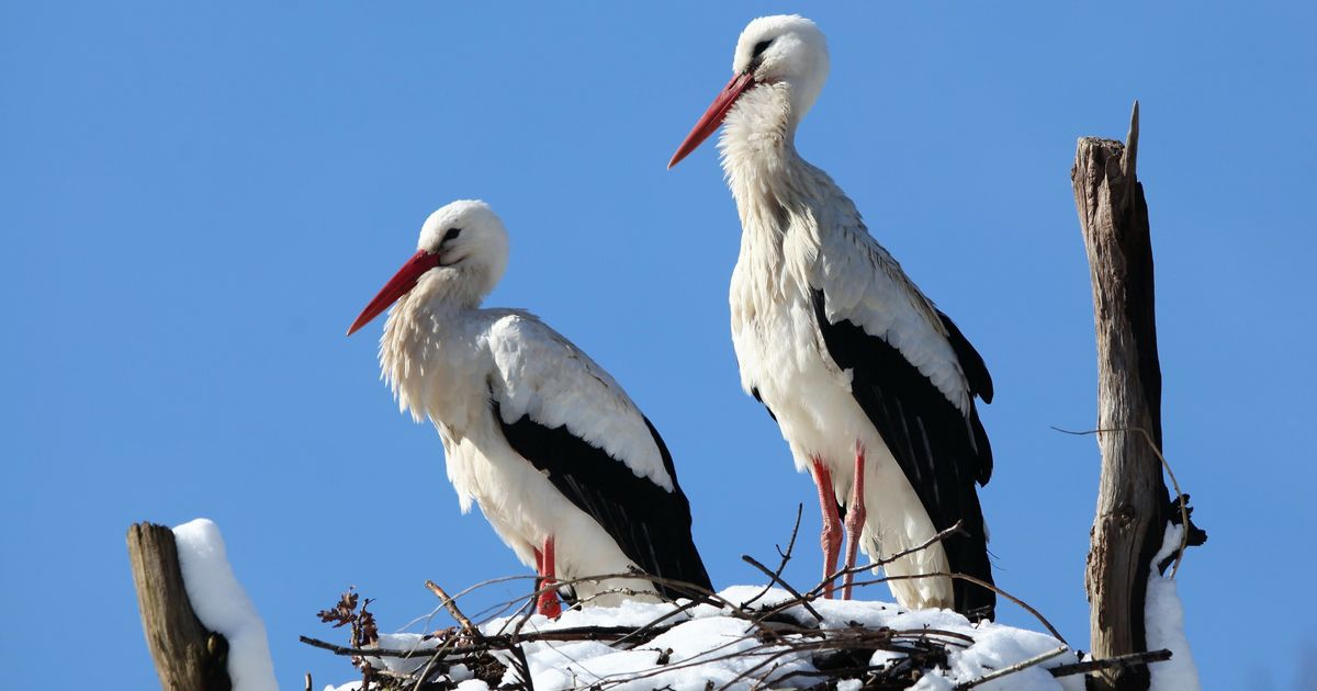 Ooievaars vliegen in de winter vaak naar het zuiden, maar toch is er