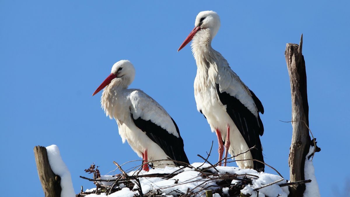 Ooievaars vliegen in de winter vaak naar het zuiden, maar