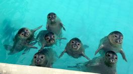 Zeehonden in het bassin