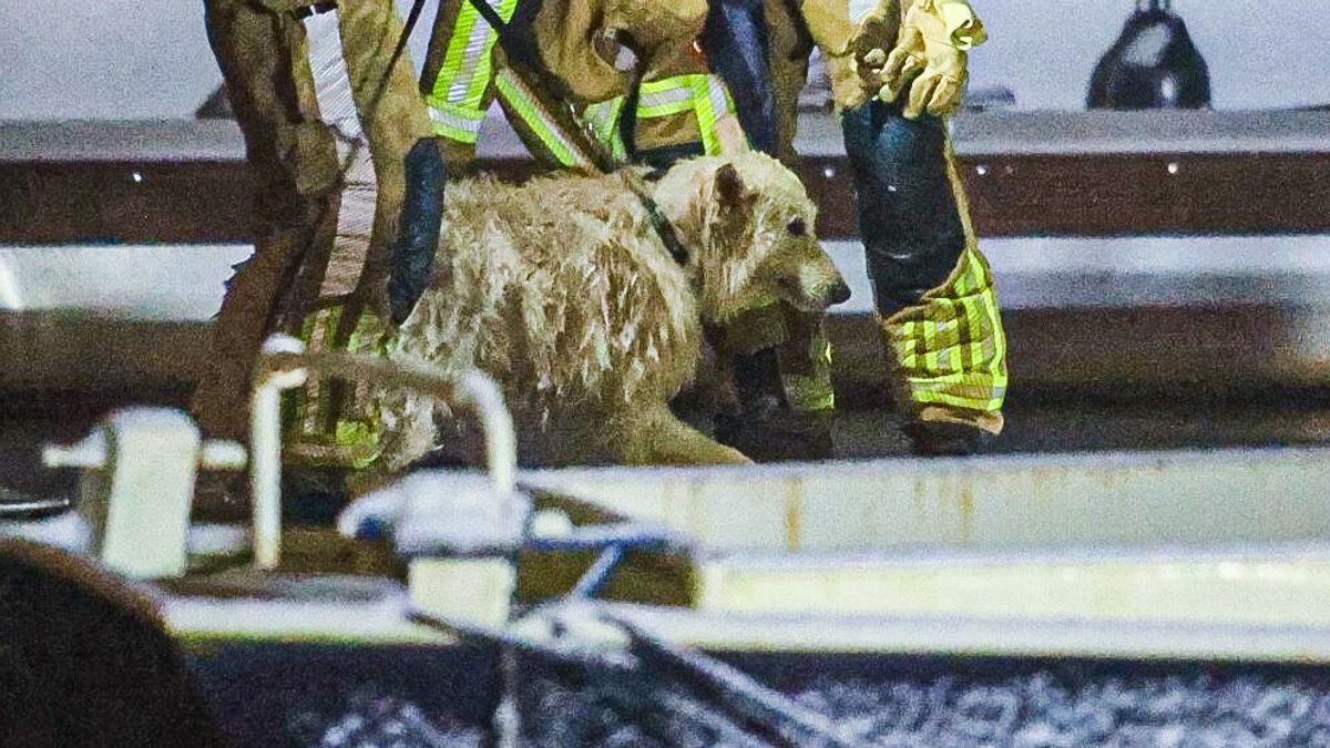 Brandweer redt hond uit het koude water in Drachten