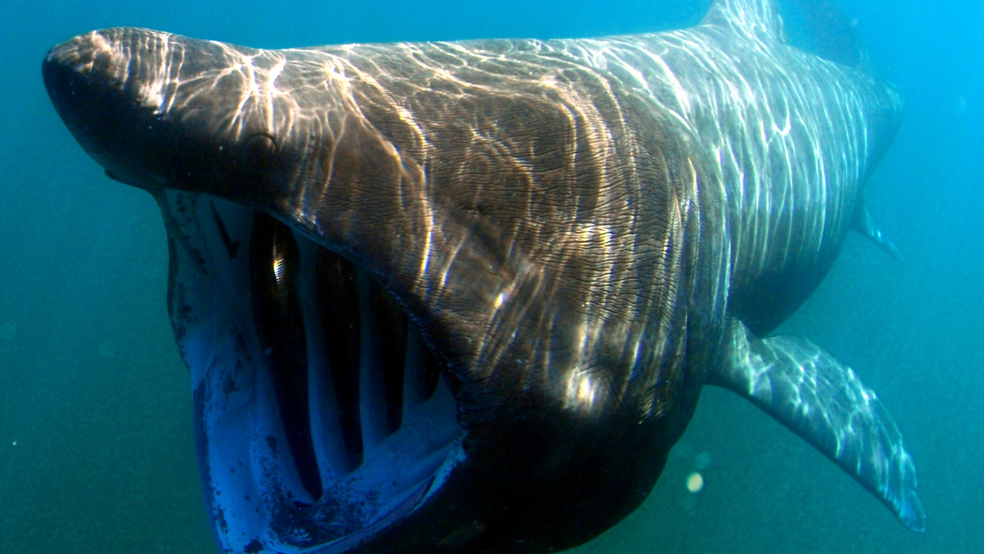 Reuzenhaai zwemt in Noordzee bij Zuid-Hollandse kust - Omroep West