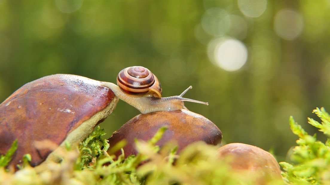 Ook slakken zijn belangrijke bodemdieren (Rechten: Krzysztof Niewolny via Pixabay)