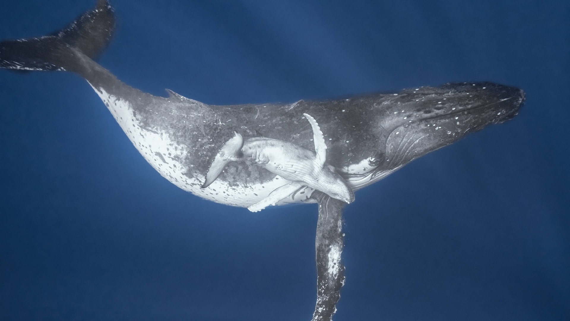Bultrug in de Waddenzee Hoe groot isie? En kunnen we hem zien? Omrop Fryslân