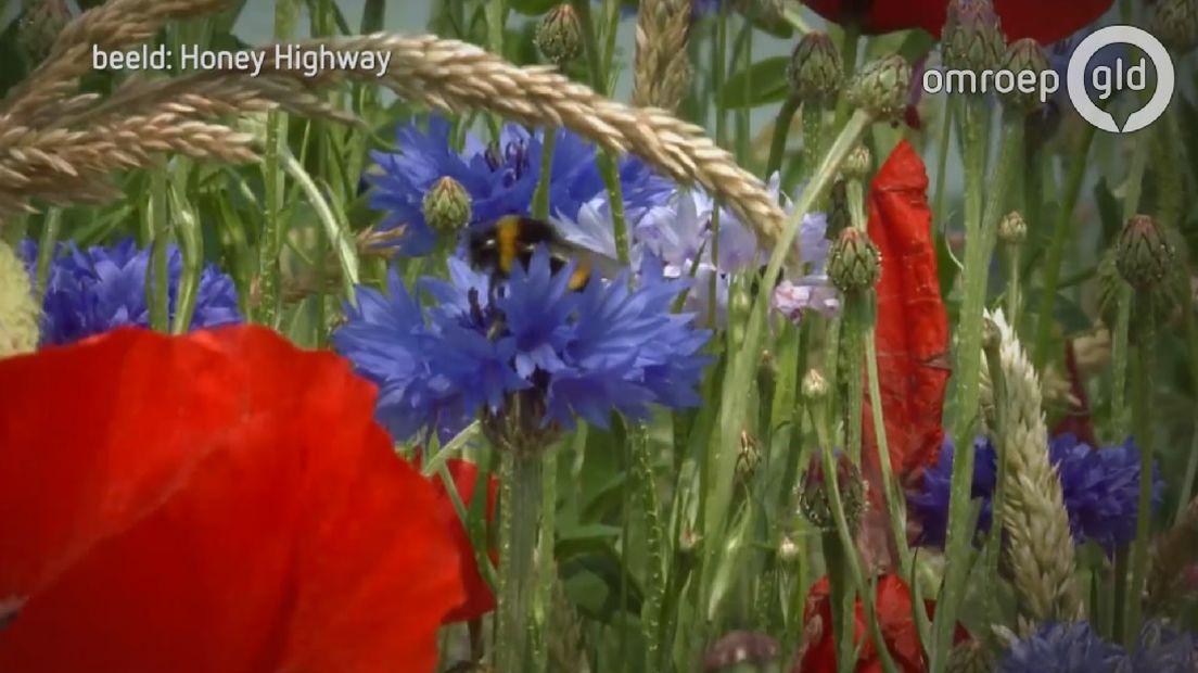 Langs het spoor tussen Winterswijk en Zutphen wordt een 'snelweg' van wilde bloemen aangelegd. De strook wilde bloemen moet een paradijs voor bijen worden. Het initiatief komt van Honey Highway, een bedrijf dat bermen langs spoor, weg en water inzaait met wild bloemenzaad.