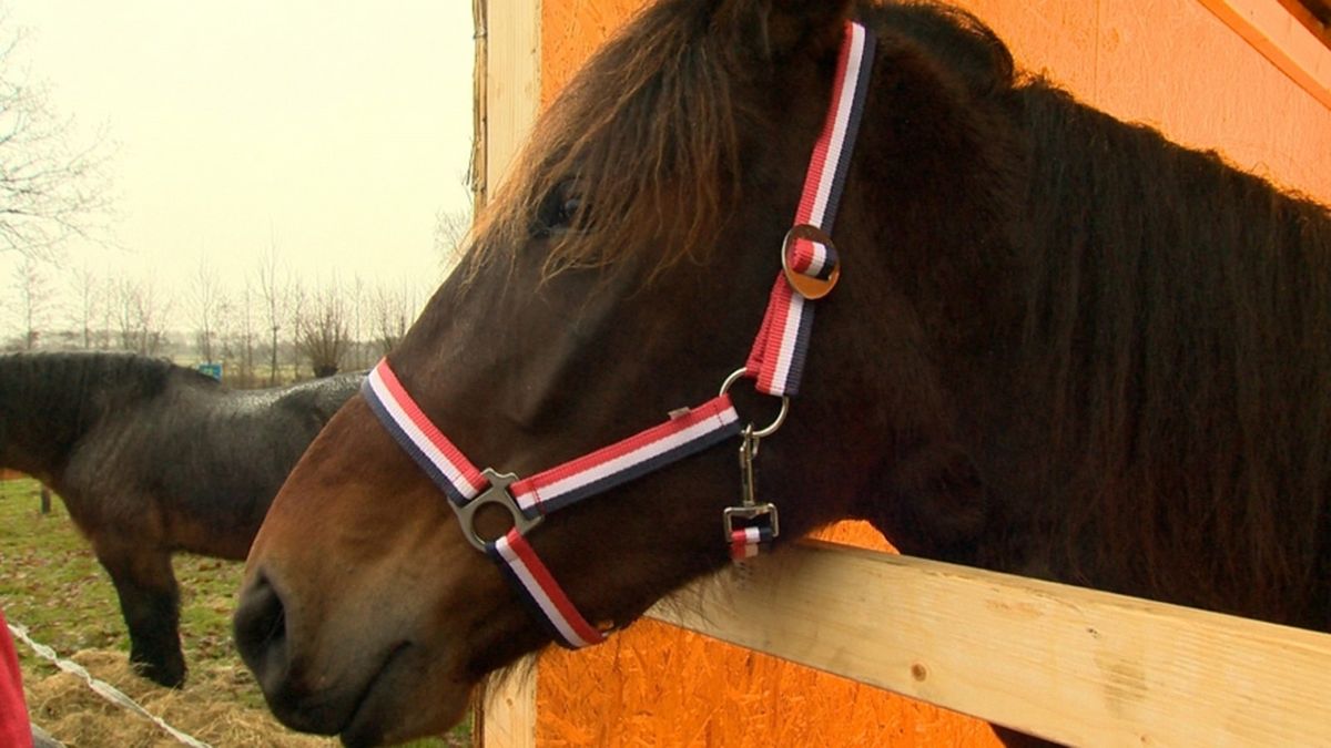 'Pronkpaard' Omrop Fryslân zorgt voor files in Nijega