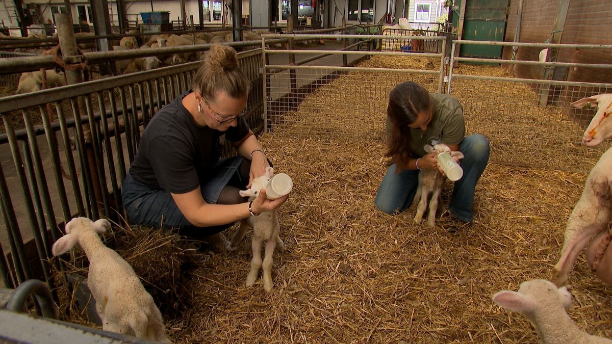 Schaap verrast boeren in Meliskerke met vijfling: 'Binnen een kwartier waren ze er allemaal'