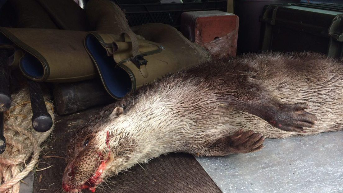 Archieffoto van een dode otter (Rechten: Marjolein Knol/RTV Drenthe)